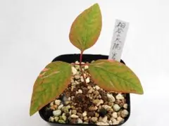 結芽@様 リクエスト 2点 まとめ商品