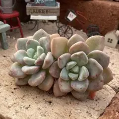 ぺこたん様 リクエスト 2点 まとめ商品