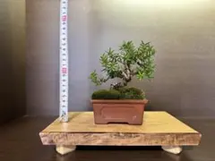 激レア！最高級 ガジュマル 盆栽 石抱き 奄美大島産② - メルカリ