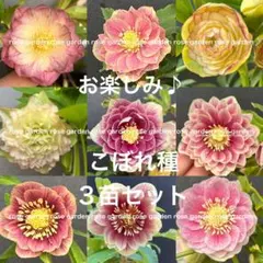 クリスマスローズ　26年発芽赤ちゃん苗　こぼれ種3苗セット　ネコポスのサムネイル