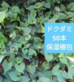 特大ドクダミ50本　農薬不使用　自然栽培　保湿梱包　匿名配送のサムネイル