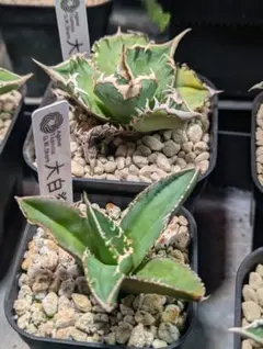 チタノタ「平天大聖」Niu Mo Wang タグ鉢付き発送 - メルカリ