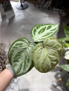 セール‼️吊り鉢ごと‼️】モンステラ シルテペカナ エルサルバドル