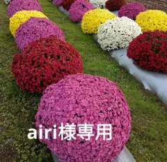 ザル菊…4種類…分け苗、挿し苗のサムネイル