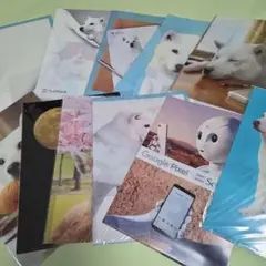 SoftBank 白い犬 クリアファイルセット