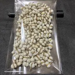 ナンキンハゼの実　200個　二粒　A