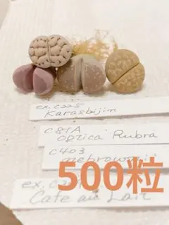 2025年最新】多肉植物 リトープスの人気アイテム - メルカリ