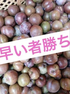 スモモ１キロのサムネイル