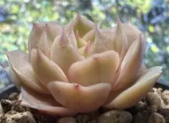 s*i様 No.s18新品種　オンスロー錦　エケベリア　多肉植物　撮影12月29