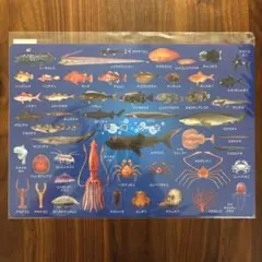 A4サイズ下敷き 深海魚 おもしろ文房具 図鑑 したじきのサムネイル