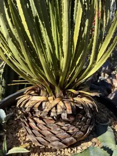 2026年最新】ダシリリオン ミキワネンシスの人気アイテム - メルカリ