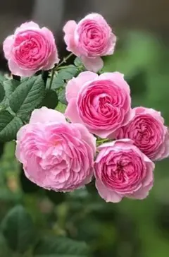 エマニュエル 3.5号スリット ER 芽接ぎ苗 バラ イングリッシュローズ