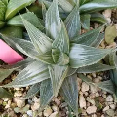 89　ハオルチア　1苗　多肉植物　抜き苗　¥500