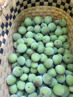 新鮮 青梅３キロ　農薬不使用 山奥の梅