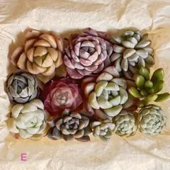 ＊多肉植物　カット苗　寄せ植えおすすめ＊E