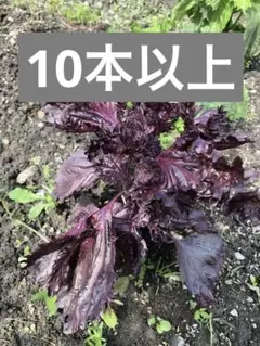 メグキヨママ様 リクエスト 3点 まとめ商品
