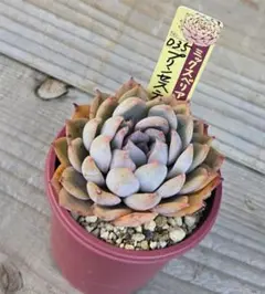 多肉植物 中里リンゼアナ✕ローズガーネット 抜き苗 - メルカリ