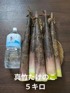 2026年最新】真竹 タケノコの人気アイテム - メルカリ