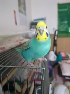 セキセイZOO様　よろしくお願いいたします(*｀・ω・)ゞ