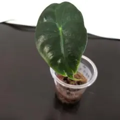 2025年最新】斑入りクワズイモの人気アイテム - メルカリ