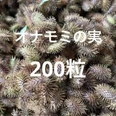 オナモミの実(200粒)のサムネイル