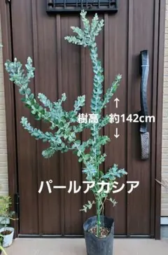2025年最新】品種名：アカシア・ブルーブッシュ 常緑樹の人気