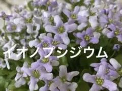 イオノプシジウム　1苗＋オマケベビー2苗のサムネイル
