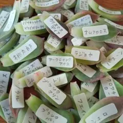2025年最新】多肉植物 葉挿しの人気アイテム - メルカリ