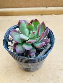 ❣️ミニベル❣️現品 エケベリア 寄せ植え 多肉弁当 多肉植物 - メルカリ