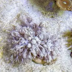 2026年最新】マメスナの人気アイテム - メルカリ