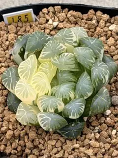 多肉植物 ハオルチア 琥珀オブツーサ錦 陰陽錦 超美品 極上斑 - メルカリ
