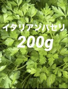 이바라키현산 이탈리안 미나리 200g, 재배기간 무농약, 소동물 간식으로도 사용 가능 ○