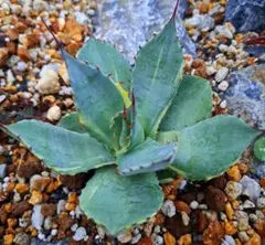 2026年最新】オバティフォリア斑入りの人気アイテム - メルカリ