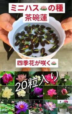2026年最新】ハス の種の人気アイテム - メルカリ