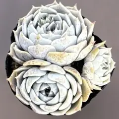 oski様 リクエスト 2点 まとめ商品