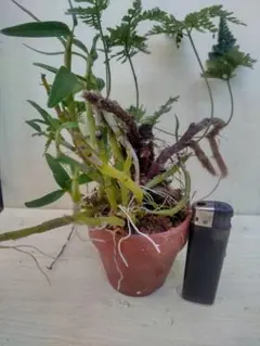 おかわりちゃん様 リクエスト 2点 まとめ商品