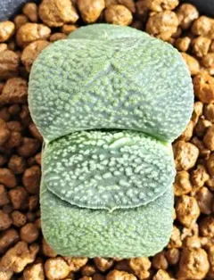 2026年最新】ガステリア 臥牛の人気アイテム - メルカリ