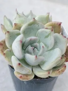 195☘️2年間管理株☘️タグ付☘️超レア☘️⭐️BELCHERI⭐PINK ICE系