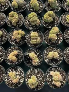 Top【選抜株】多肉植物 265710ホワイトファット綴化 12個 鉢無し/脱土