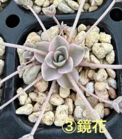 ① 子持ち蓮華錦 鏡花 抜き苗 オロスタキス 多肉植物 - メルカリ