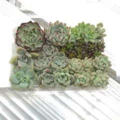 わ*め様 多肉植物 カット苗 詰め合わせ