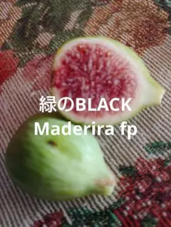 ブラックトライプ（Black Tripe）イチジクの苗 - メルカリ