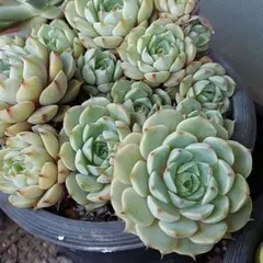 リトルフォックス アエオニウム 多肉植物 - メルカリ