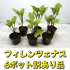 2026年最新】ナス 苗 フィレンツェの人気アイテム - メルカリ