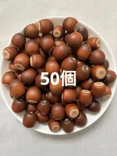 くぬぎ あべまき どんぐり 大 50個　煮沸処理済み　木の実
