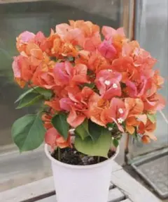 2026年最新】ブーゲンビリア 苗の人気アイテム - メルカリ