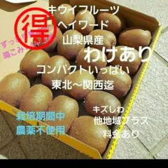 得3キウイフルーツ　　わけあり　小玉　箱いっぱい　コンパクト　山梨県産