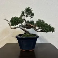 2026年最新】真柏の人気アイテム - メルカリ