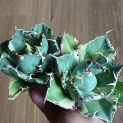 A376 특선 용설란 모란, 모비 고래, 니시키, 카쿠라와, 반메이 니시키, 두꺼운 둥근 잎, 고급 2가닥 포함