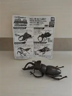 2026年最新】ミヤマクワガタ 標本の人気アイテム - メルカリ
